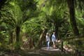 Caminhada na floresta tropical de Maits Rest