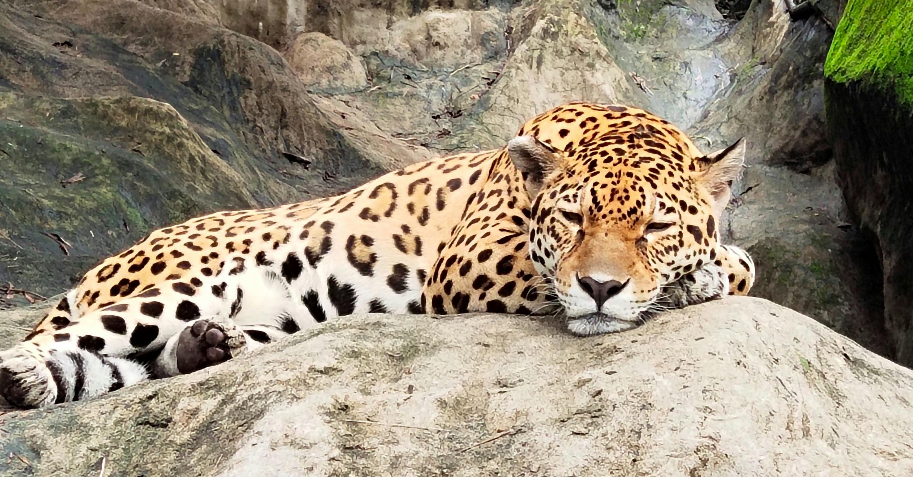 Leopard spoczywający na skale, otoczony skalistym terenem.