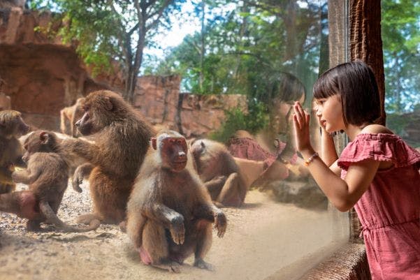 Mladá dívka v růžových šatech se přes sklo dívá na dva paviány, kteří sedí v zoologické zahradě se stromy v pozadí.
