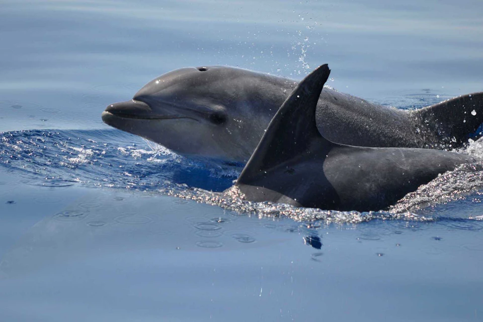 Two dolphins swimming close to the water's surface with one dolphin's head and fin clearly visible in the calm blue ocean.
