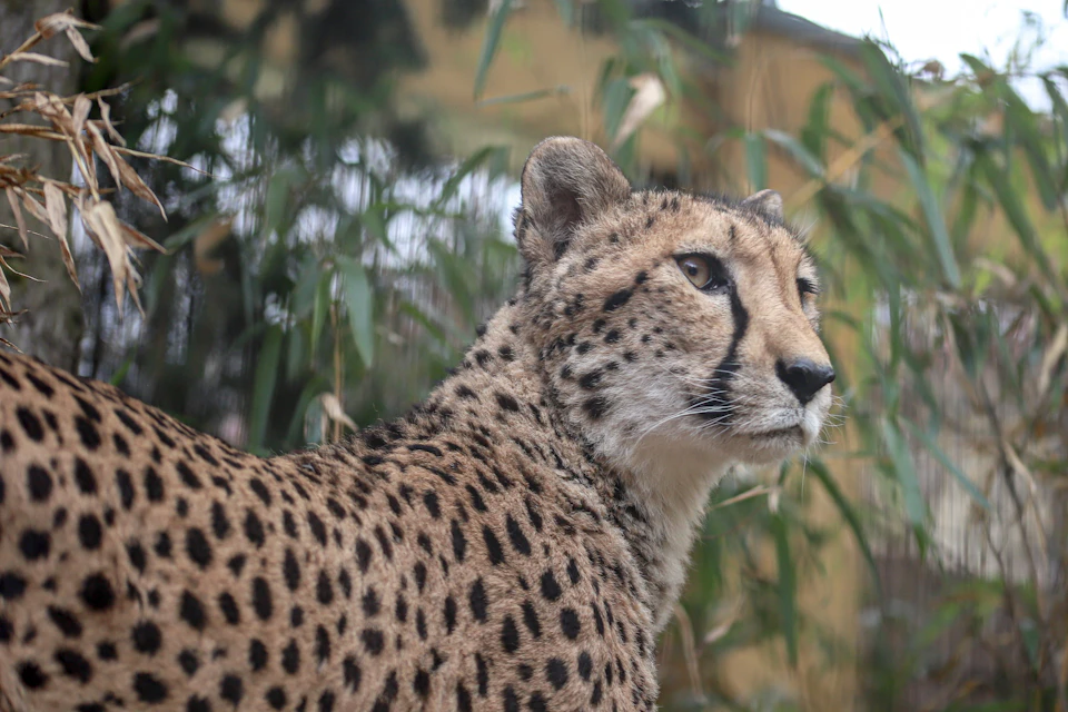 Cheetah Sami in the wildcat center