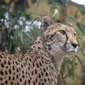 Cheetah Sami in het wildvangcentrum