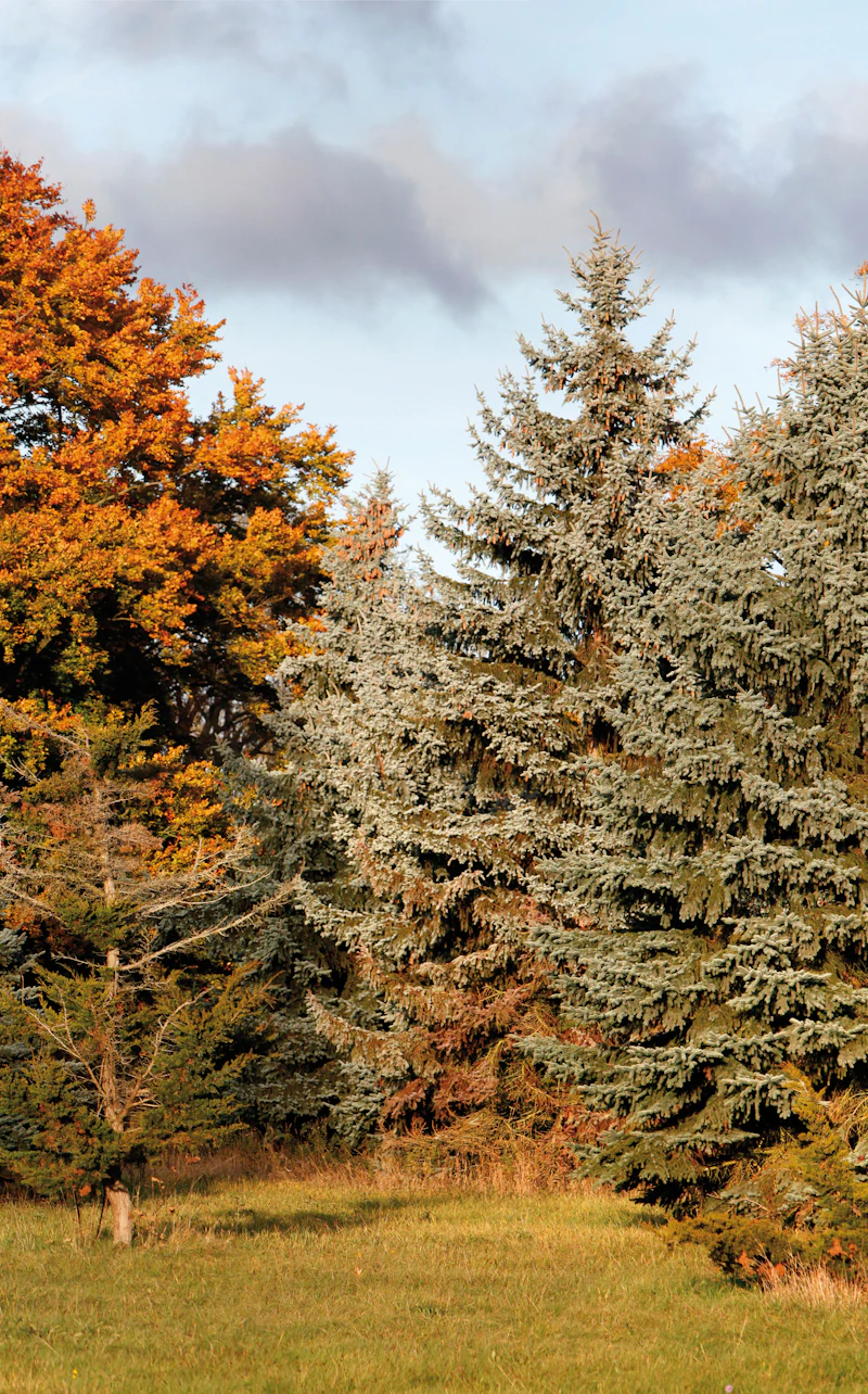 ארבורטום דה שברלו (Arboretum de Chèvreloup) בRocquencourt — תמונה 5