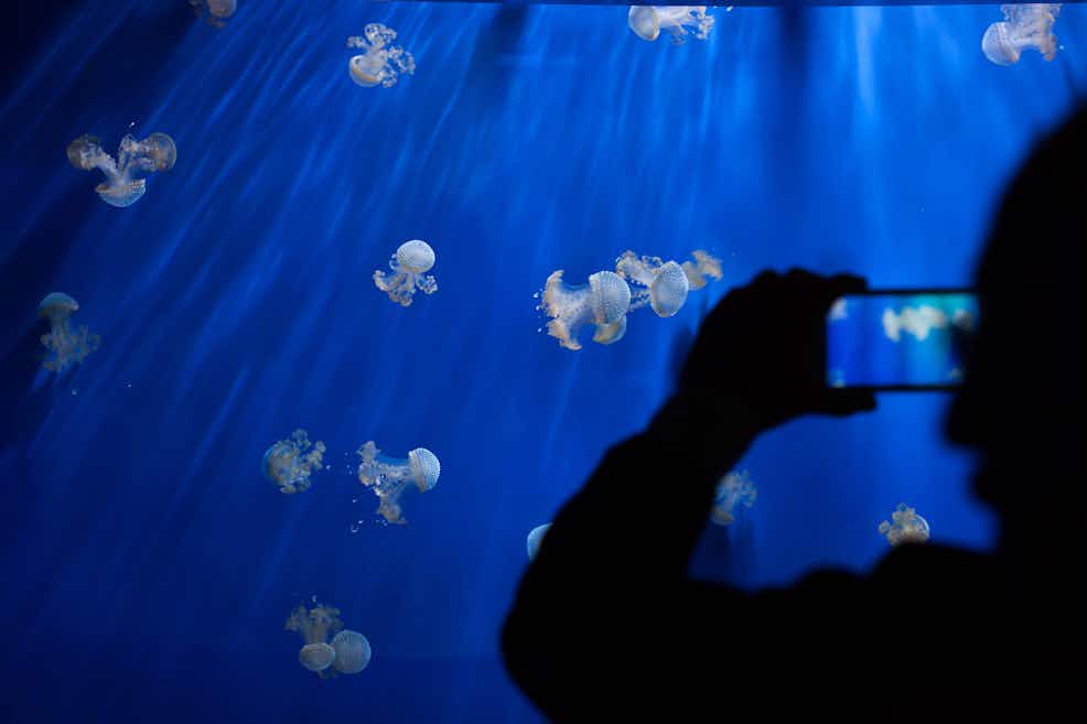 Aquarium Of Genoa Europe S Biggest Aquarium Tiqets