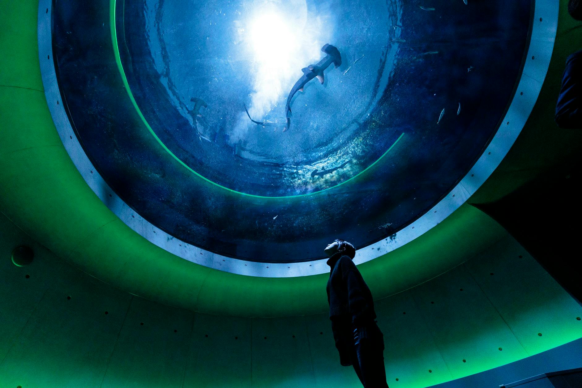 Shikoku Aquarium: Admission Ticket - Photo 5