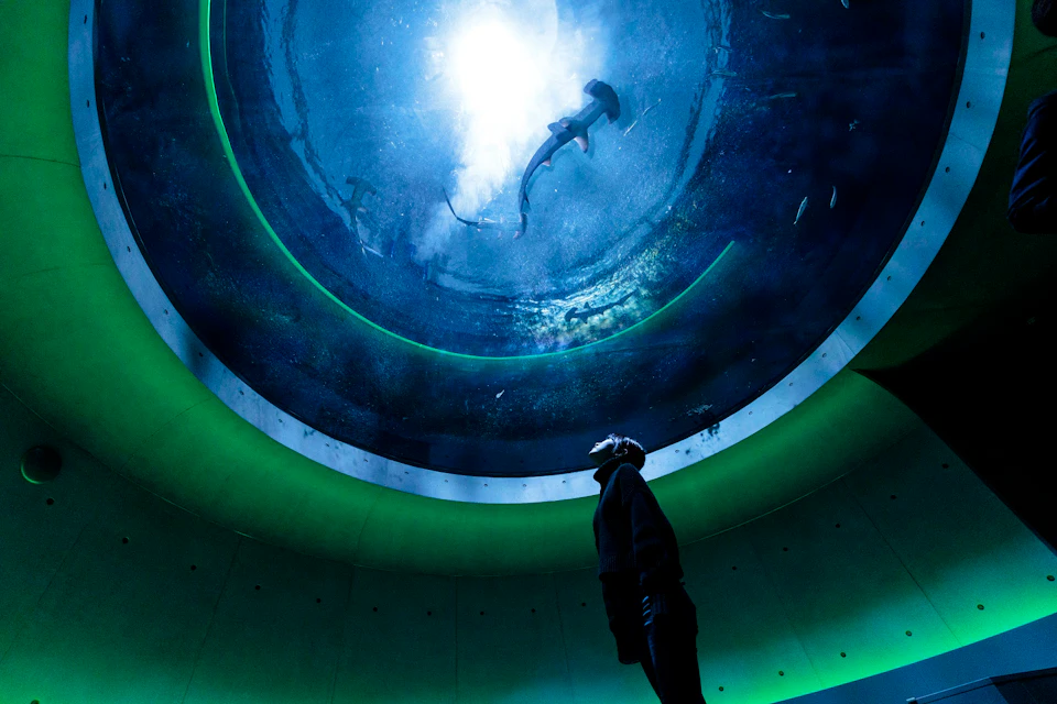 A person looks up at a hammerhead shark swimming overhead in a circular aquarium tank, illuminated by light from above.