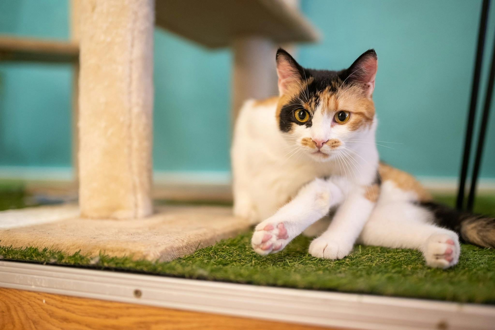 Pirate, one of our most playful and curious cats