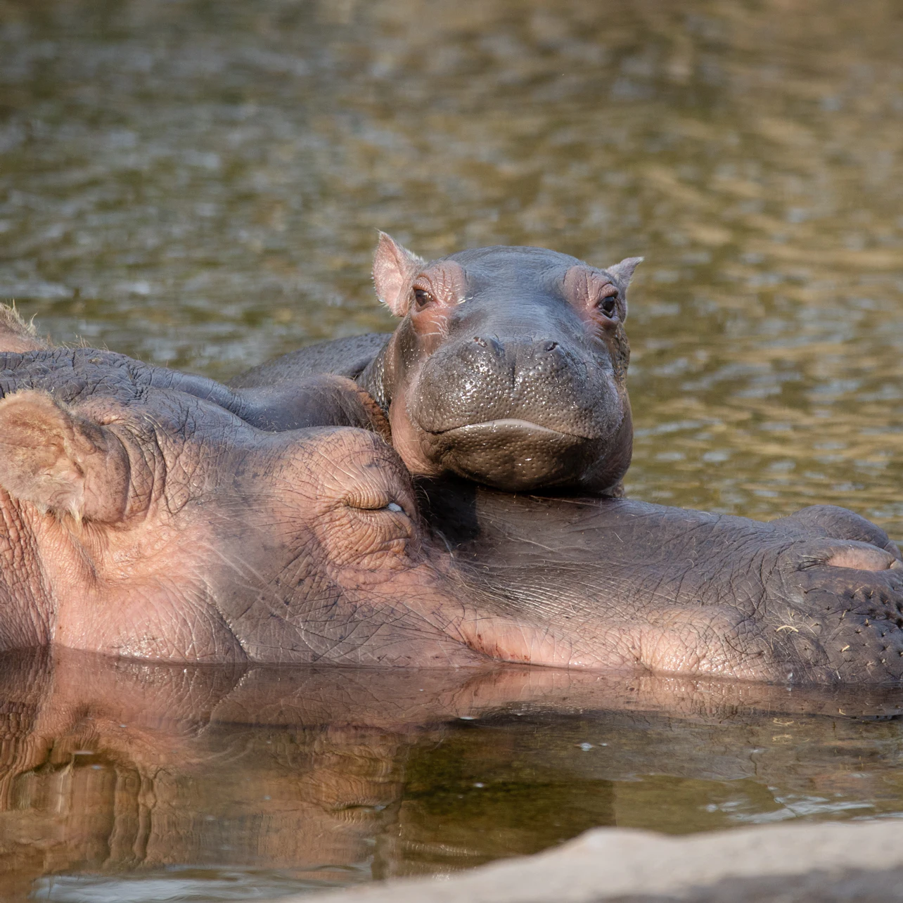 Copenhagen ZOO: Skip The Line Ticket in Frederiksberg β Tiqets