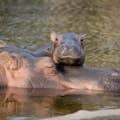Hippopotame ZOO de Copenhague