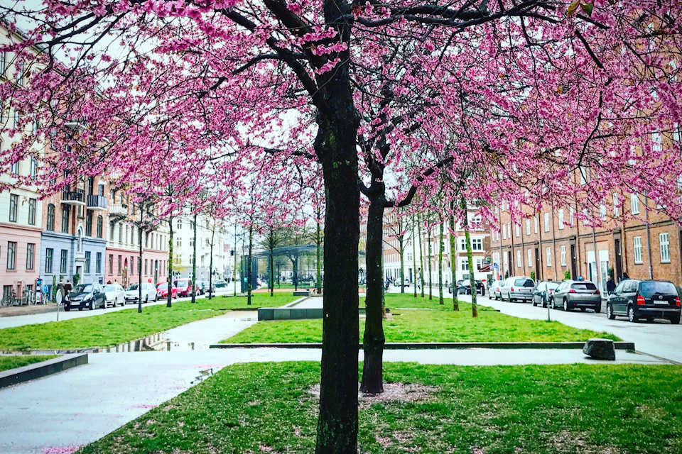 Cherry Blossom Trees. Sønder Boulevard. Vesterbro, Copenhagen, Denmark
