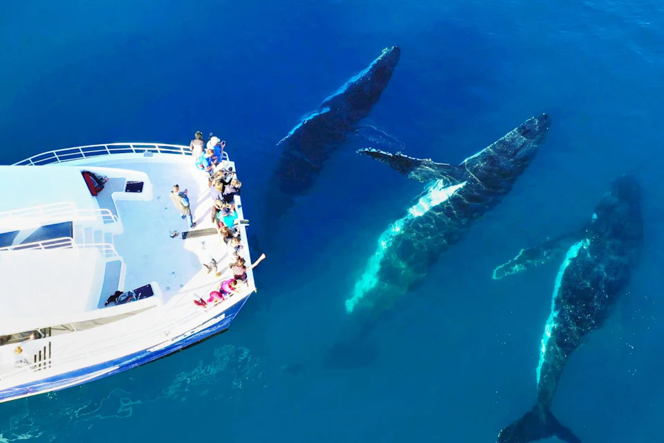 A group of people aboard a boat observe three whales swimming just beneath the surface of clear blue water.