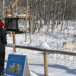 Yamnuska Wolfdog Sanctuary: Entry Ticket + Guided Tour 4