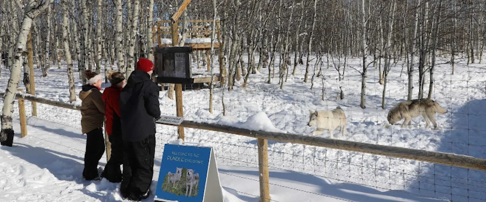 Wolfdog Sanctuary