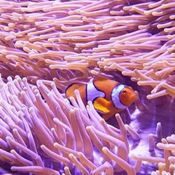 Cairns Aquarium & Tomb of the Pharaohs: Entry Ticket 5