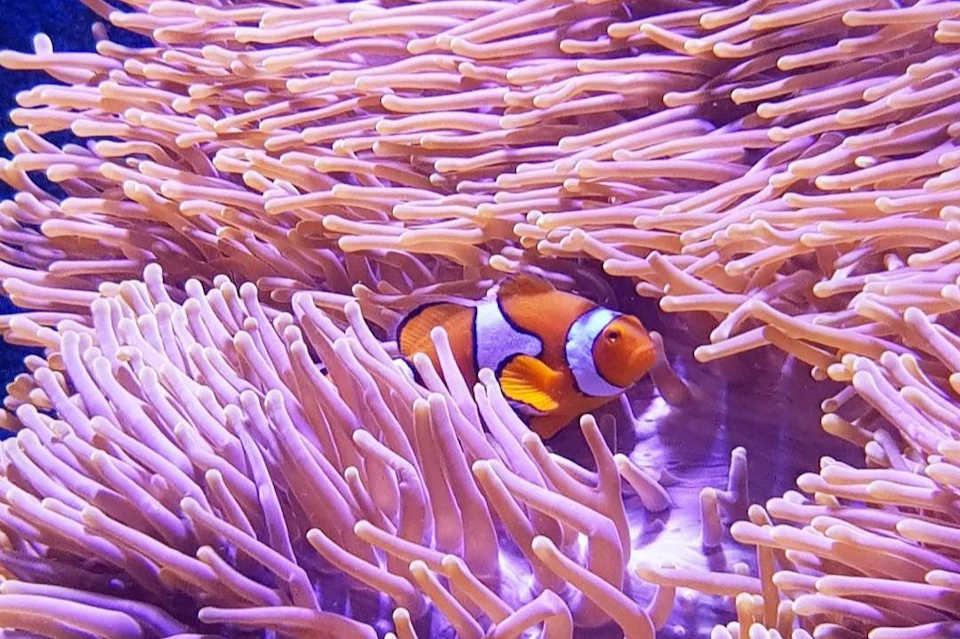 Cairns Aquarium