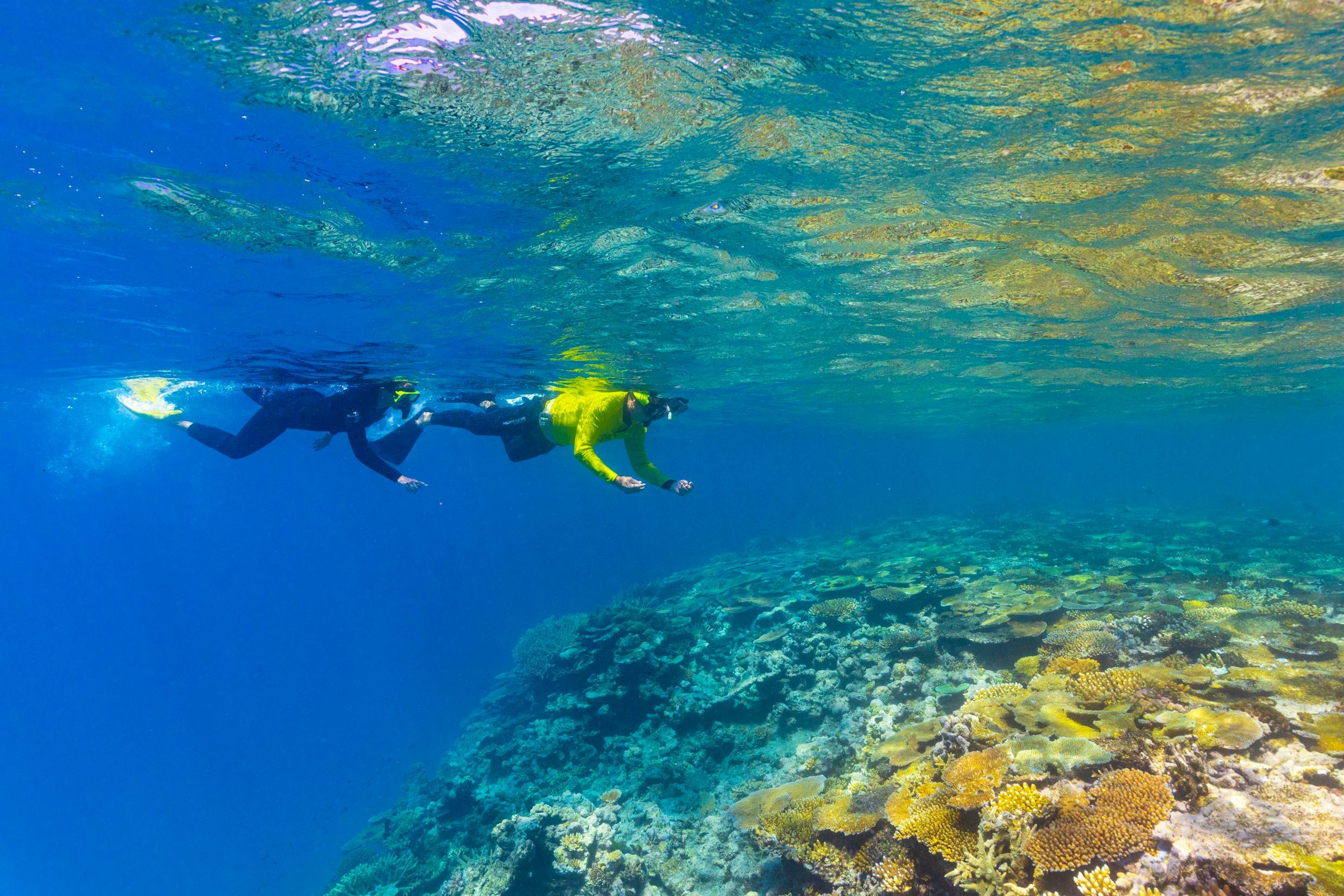 Great Barrier Reef & MOUA: Boat Tour + Snorkeling + Lunch 4
