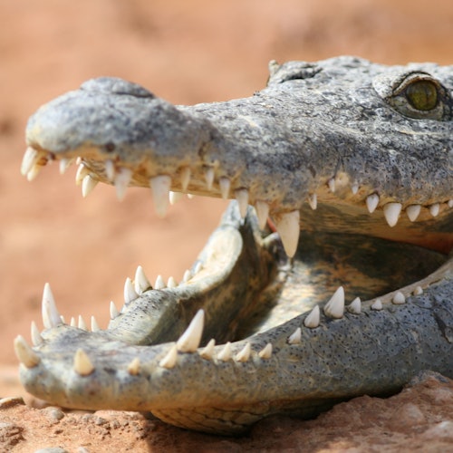フランス ヨーロッパ最大の爬虫類公園「ラフェルム・オ・クロコダイル」入園チケット 予約(即日発券)