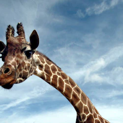 London Zoo: Entry Ticket 5