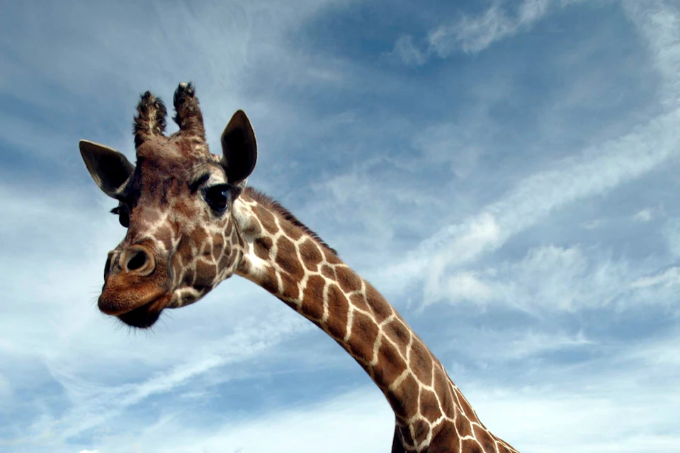 A reticulated giraffe
