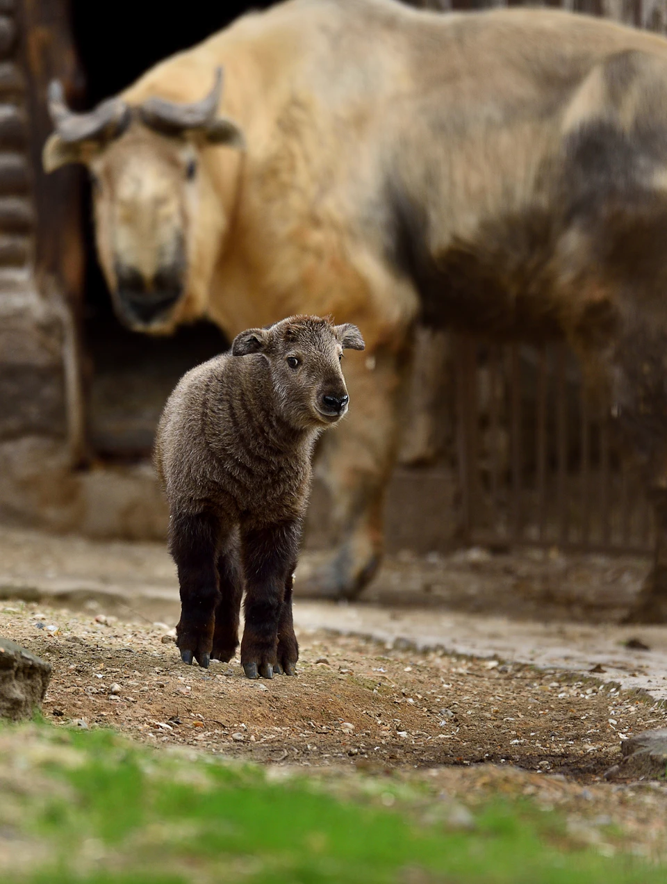 A young, brown Takin standing on dirt with an adult Takin blurred in the background.
