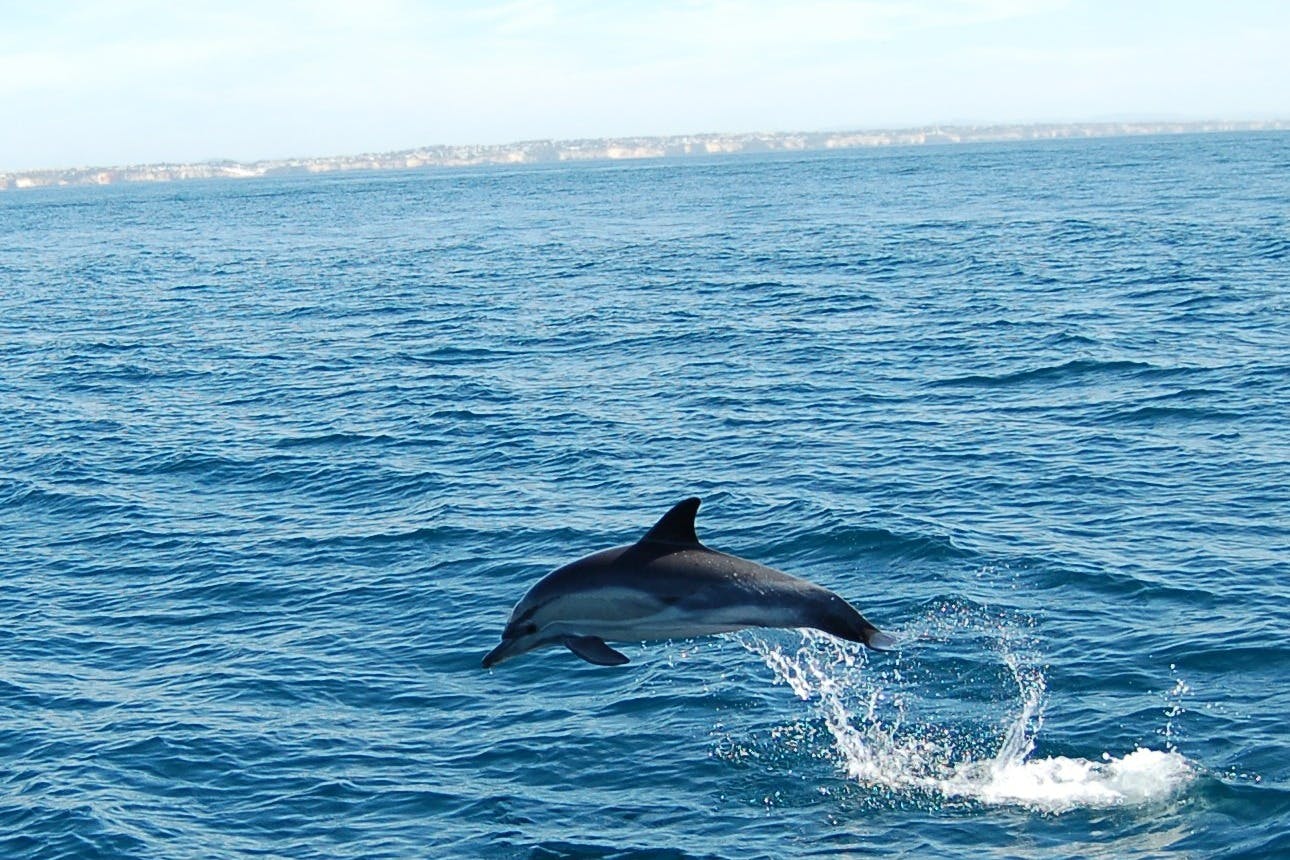 Common Dolphin