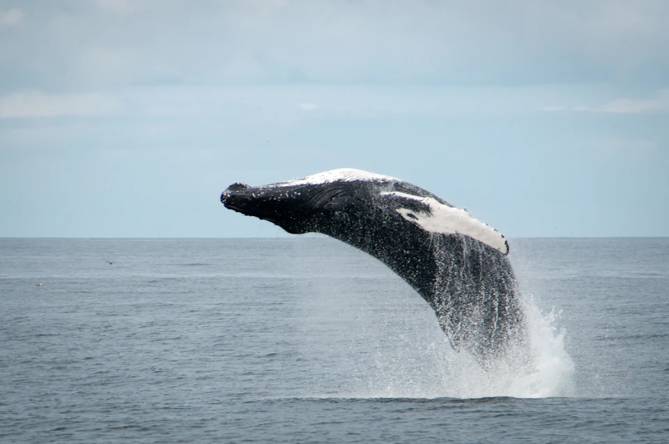 A black and white whale breaches the surface of calm ocean waters with water splashing against a cloudy sky backdrop.