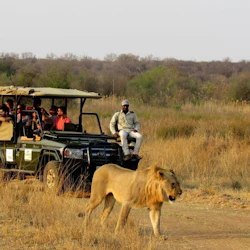 Cape Town: Full-Day Guided Safari + Roundtrip Transfer + Lunch 3