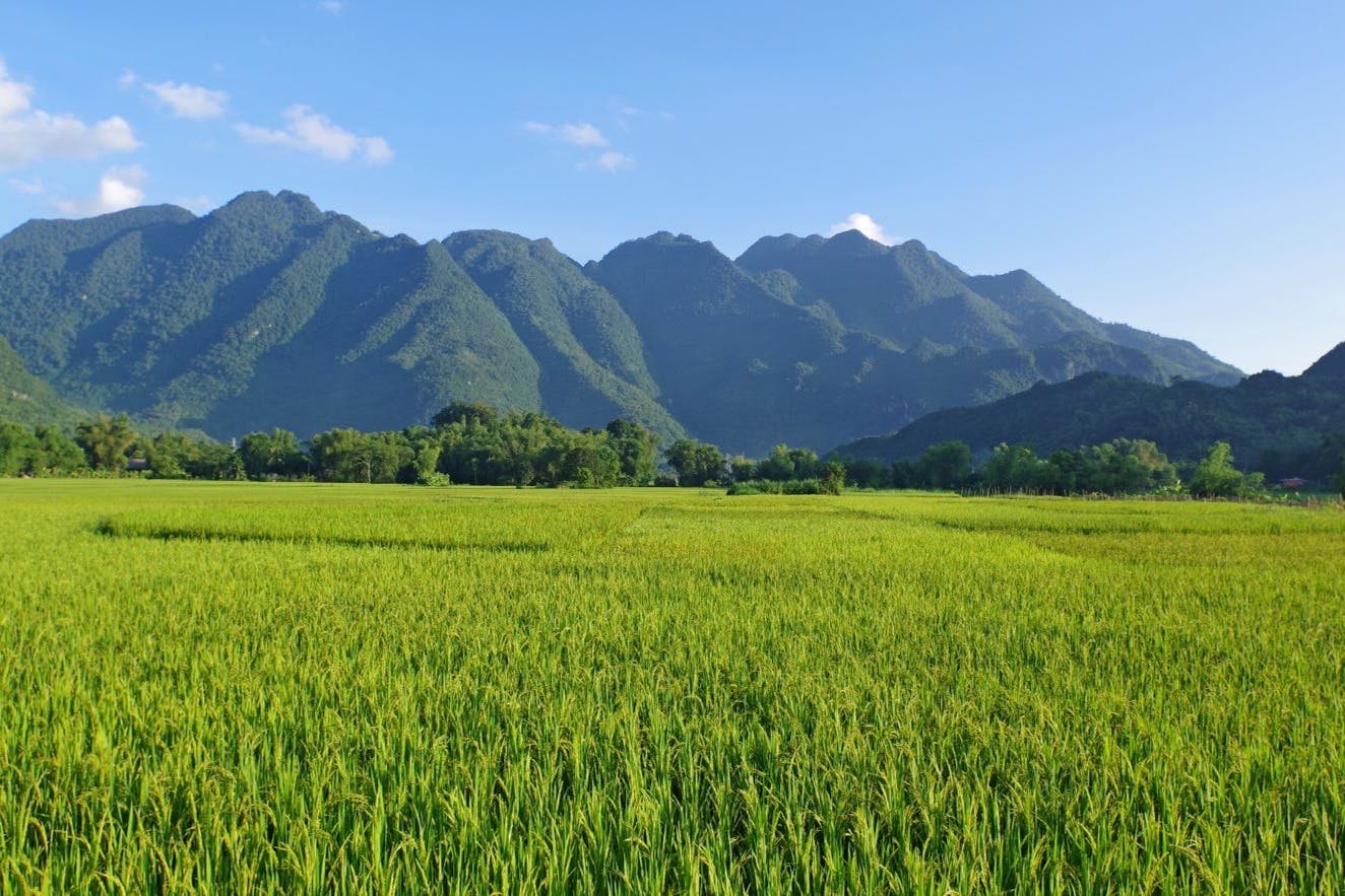 푸른 하늘 아래 높고 숲이 우거진 산을 향해 울창한 푸른 논이 펼쳐집니다.