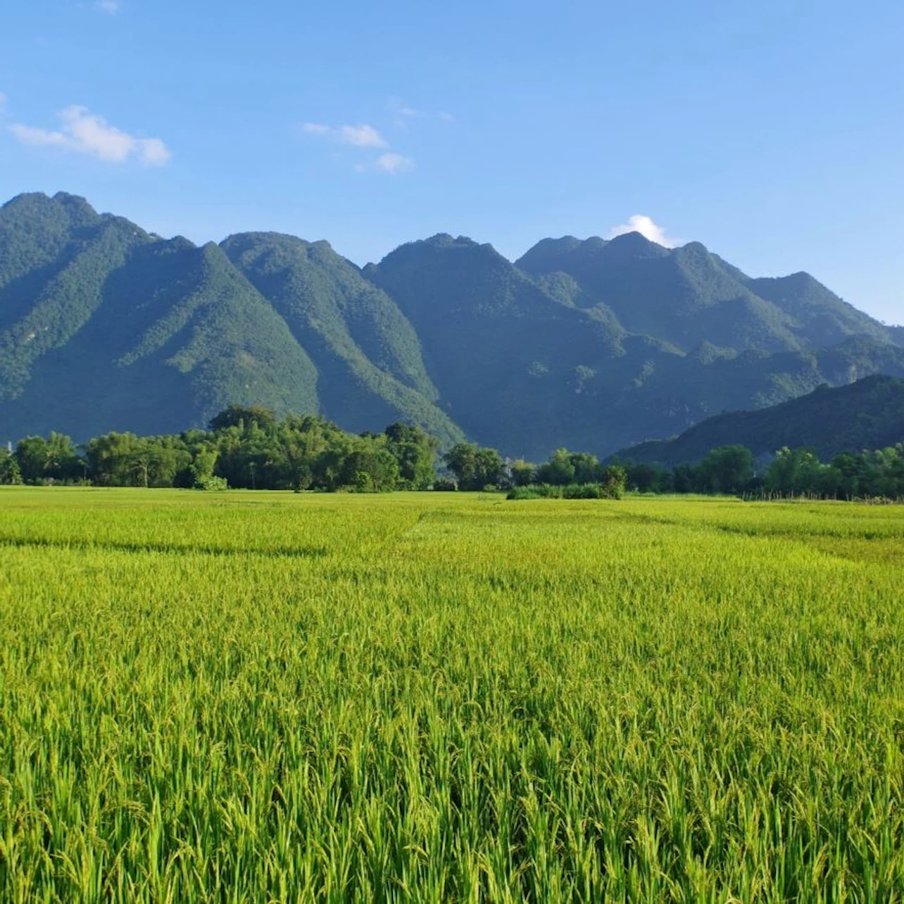Lush green rice fields stretch towards tall, forested mountains under a clear blue sky.