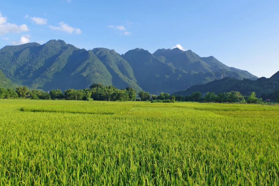 Lush green rice fields stretch towards tall, forested mountains under a clear blue sky.