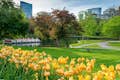 Passez devant les célèbres cygnes du jardin public de Boston (1837), le plus ancien jardin horticole des États-Unis.