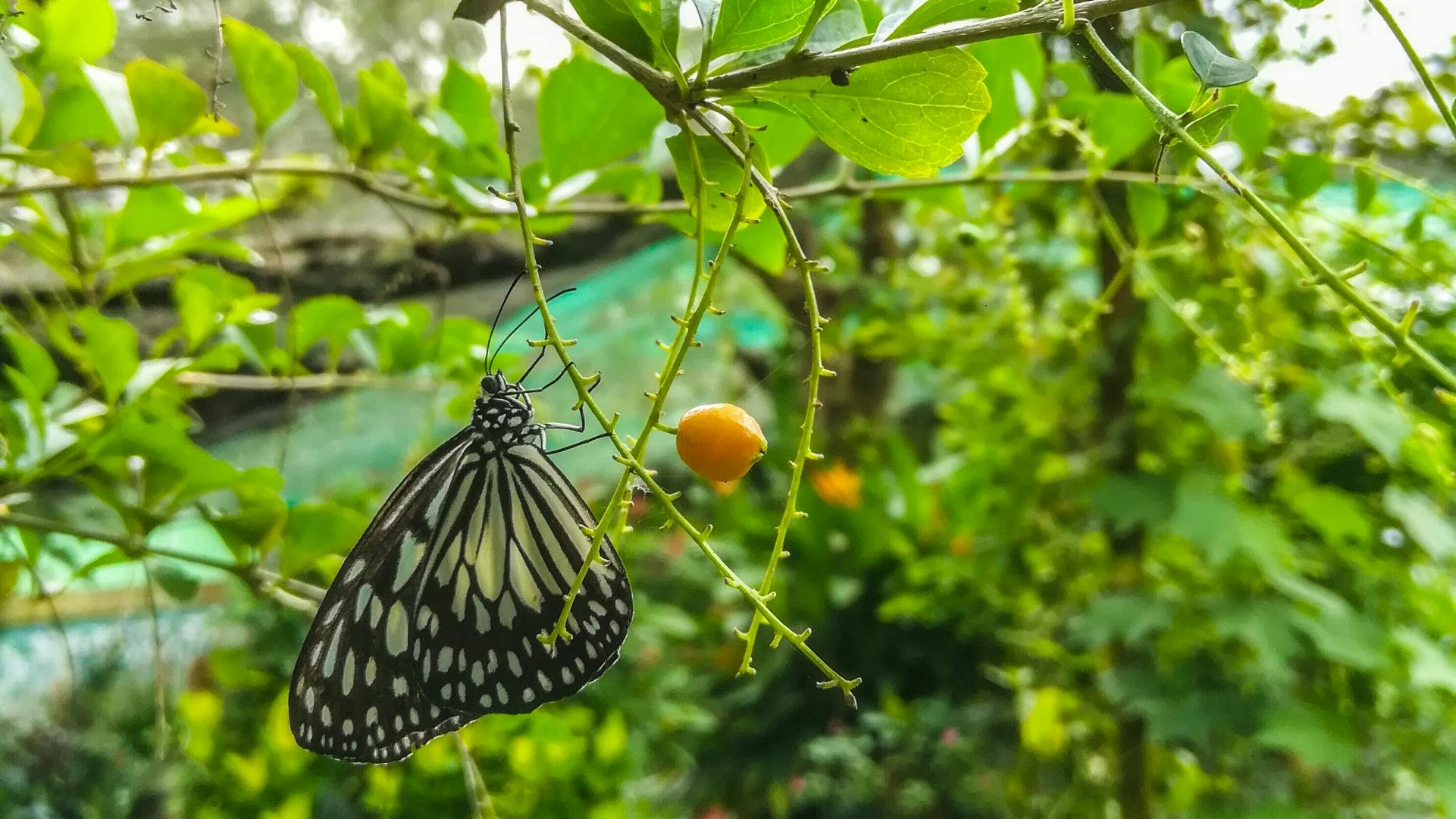 A black-and-white patterned butterfly perched on a thin branch with a small orange fruit, surrounded by green foliage.