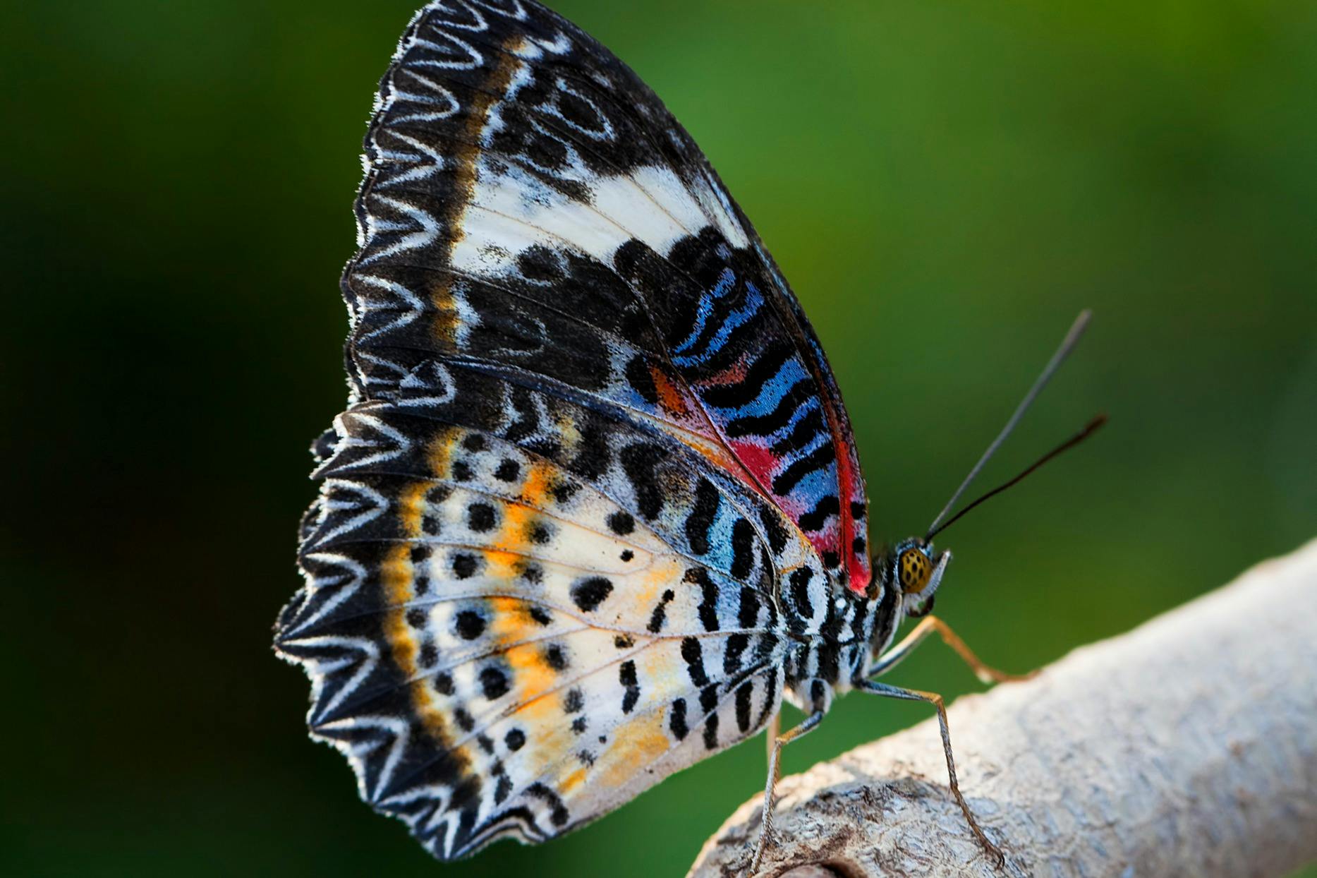 Los Jardines de Mariposas y el Acuario Nacional de Abu Dhabi: Entrada - Photo 8