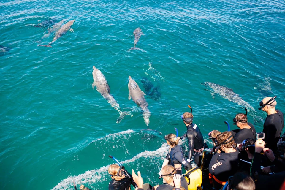 People in wetsuits and snorkels on a boat observe dolphins swimming in clear blue water.