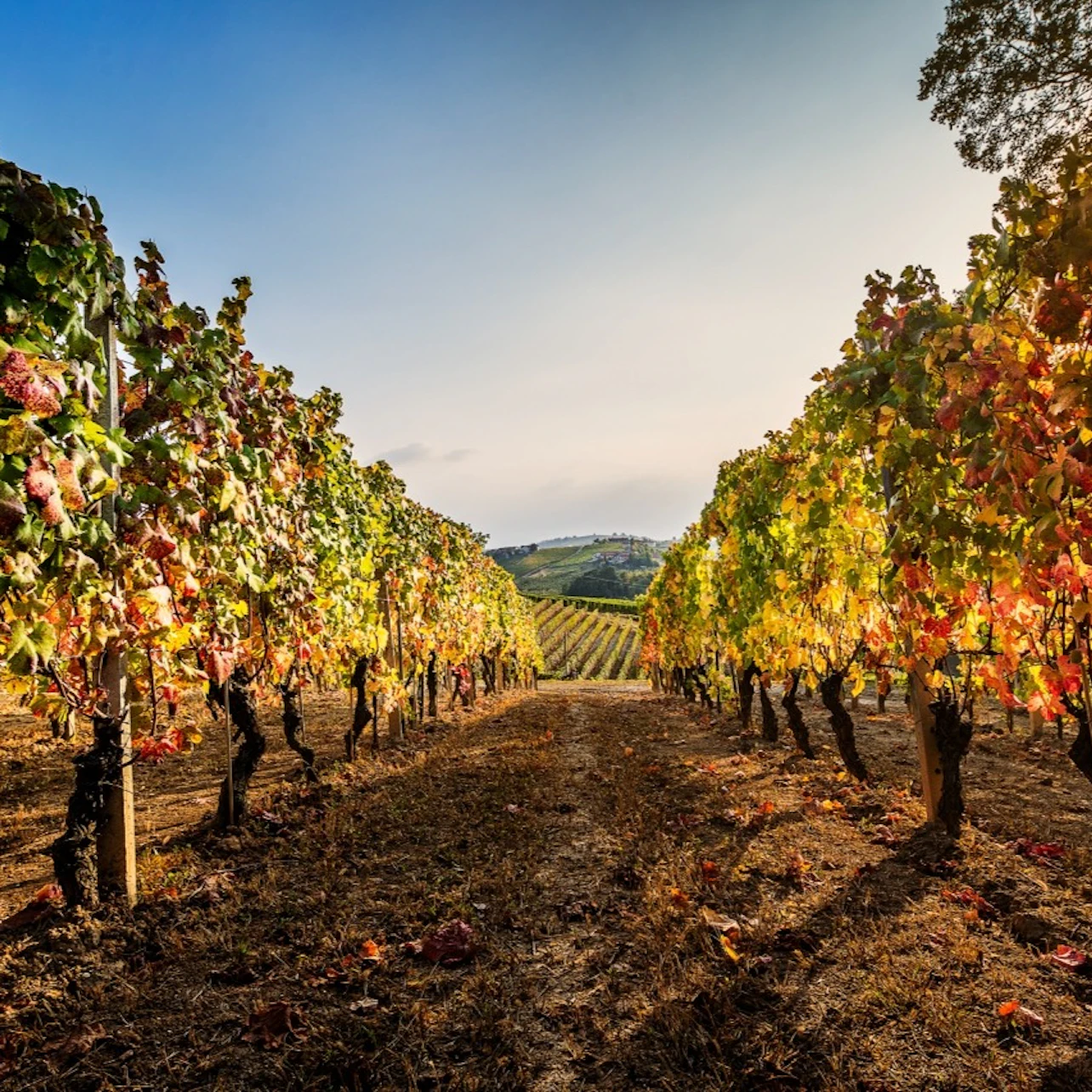 Vineyard