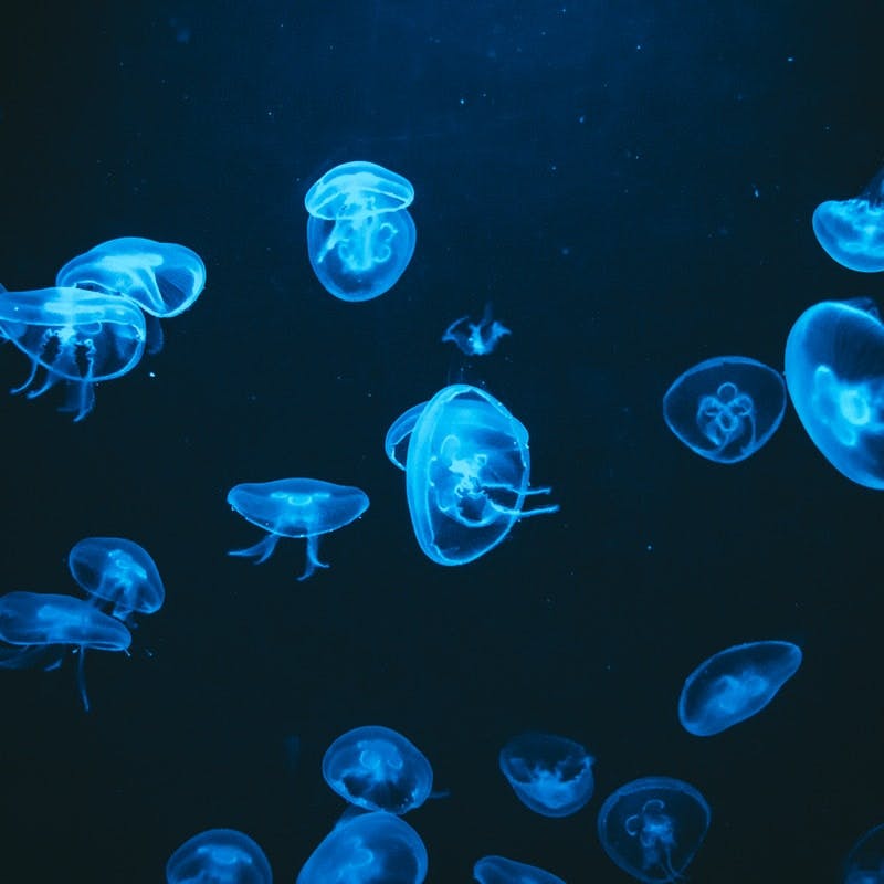 Kilka przezroczystych meduz oświetlonych niebieskim światłem unosi się w ciemnej wodzie.