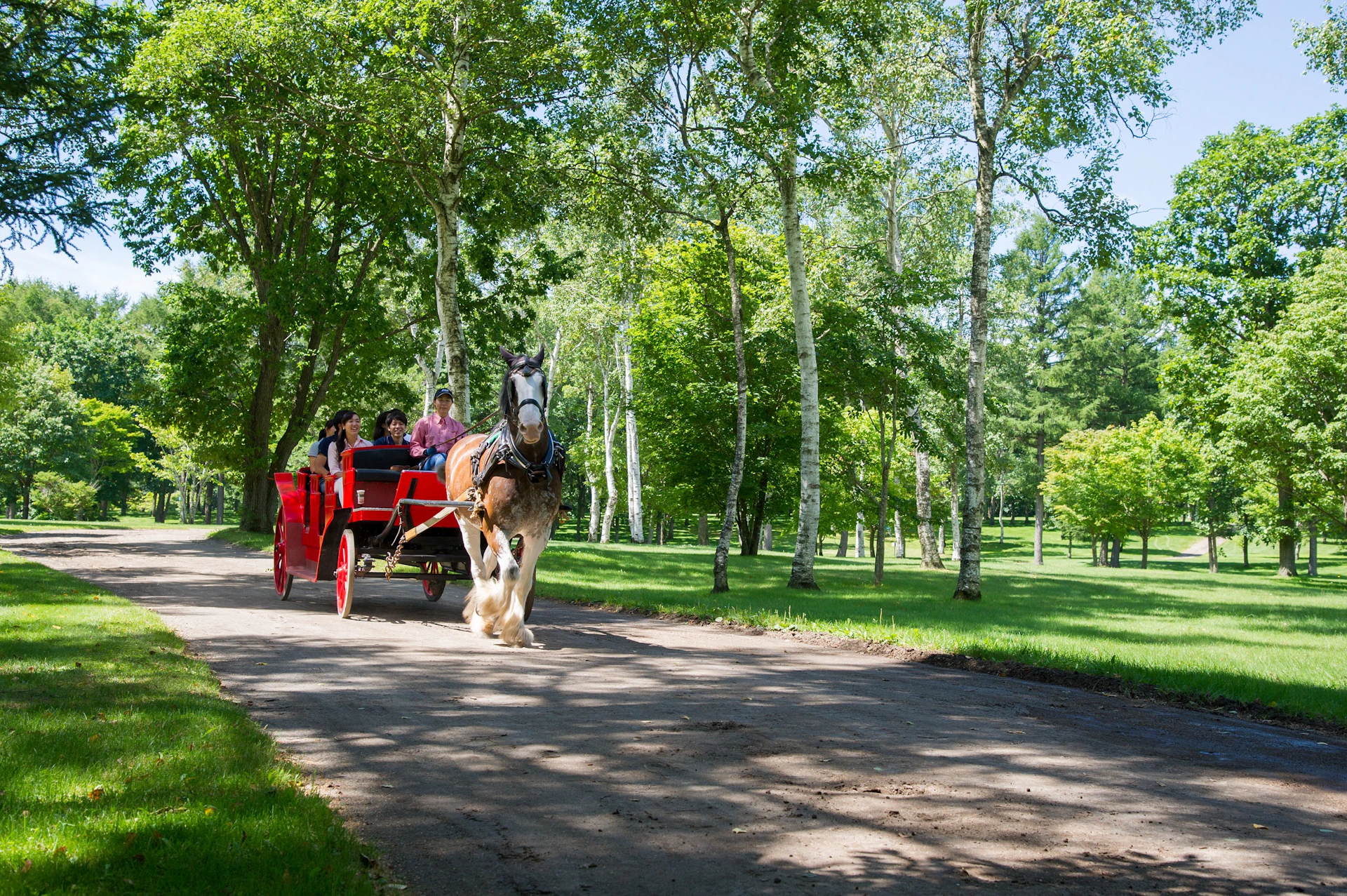 A horse pulling a red carriage with people seated inside along a tree-lined path on a sunny day.