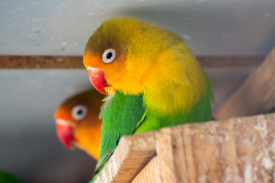 Two colorful lovebirds with yellow heads, green wings, and red beaks perch on a wooden structure.