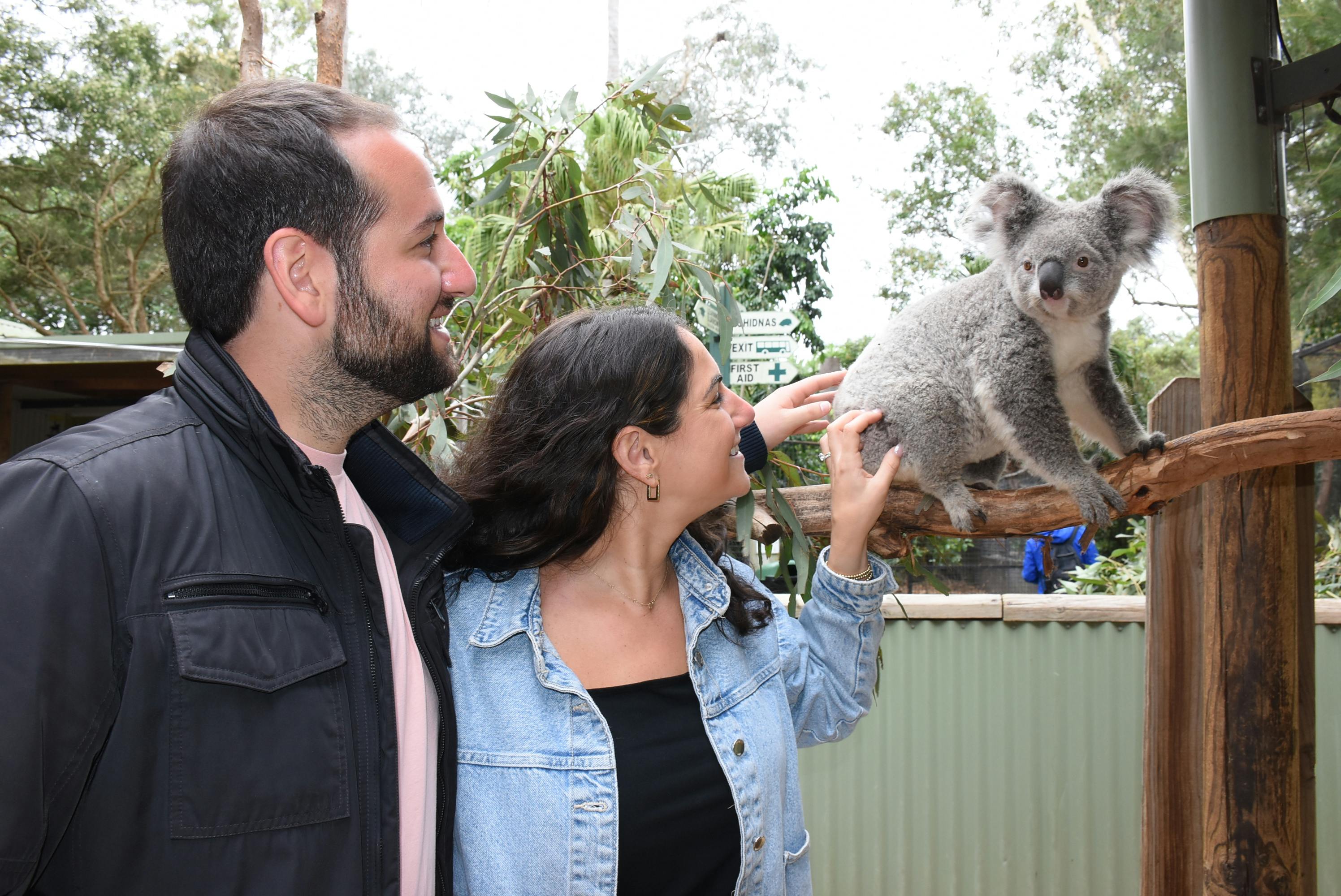 Two people standing outdoors near a koala, one of them gently touching the animal. Trees and signs are visible in the background.