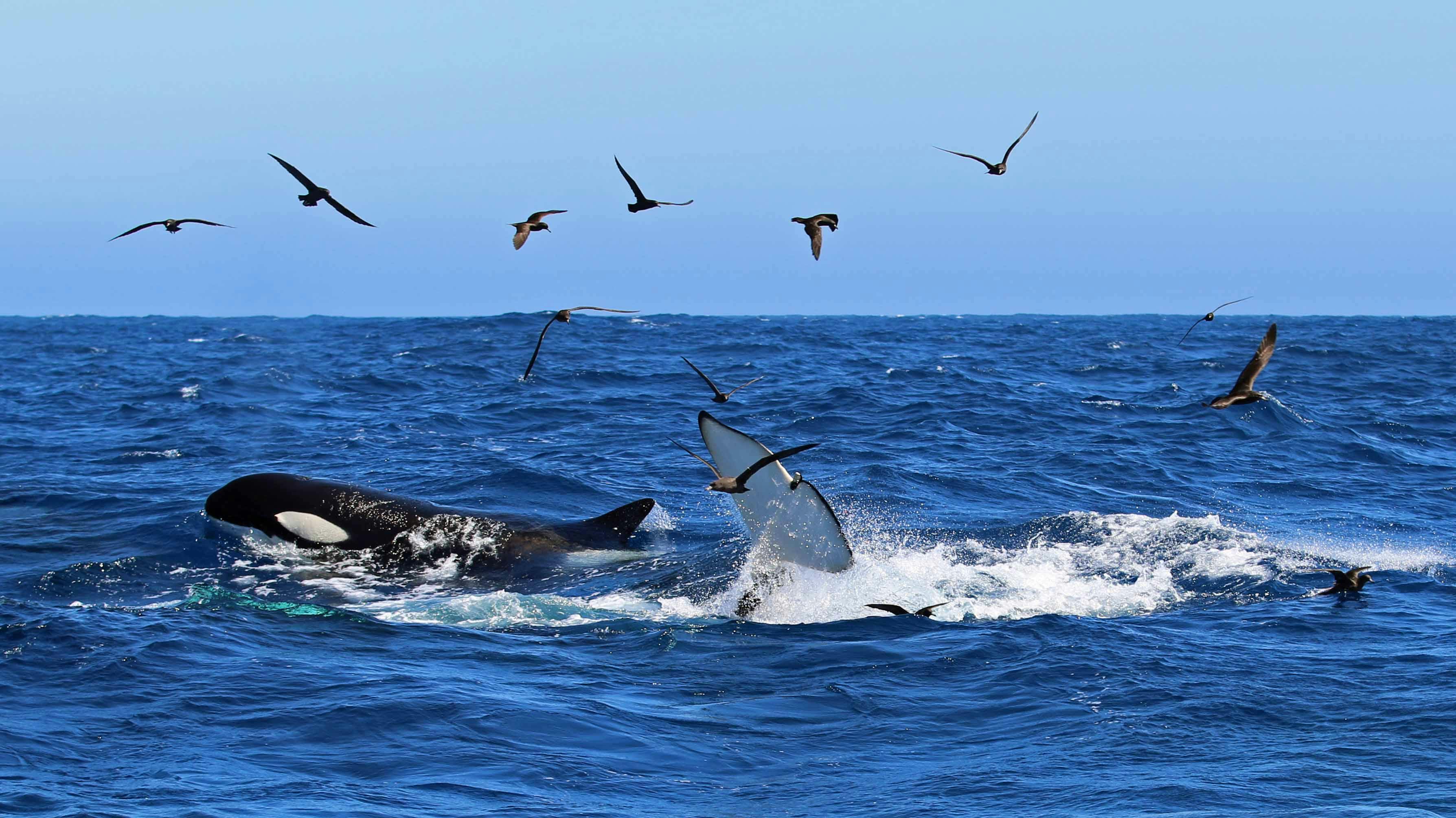 Un orque fait surface dans l'océan, entouré de plusieurs oiseaux de mer en vol, sous un ciel bleu clair.