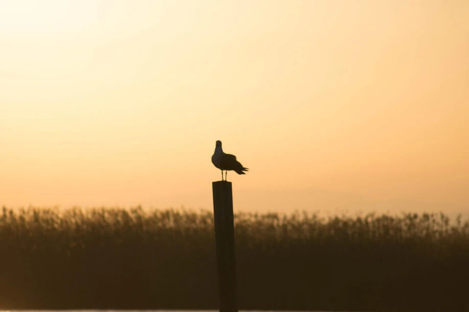 Birds in la Albufera