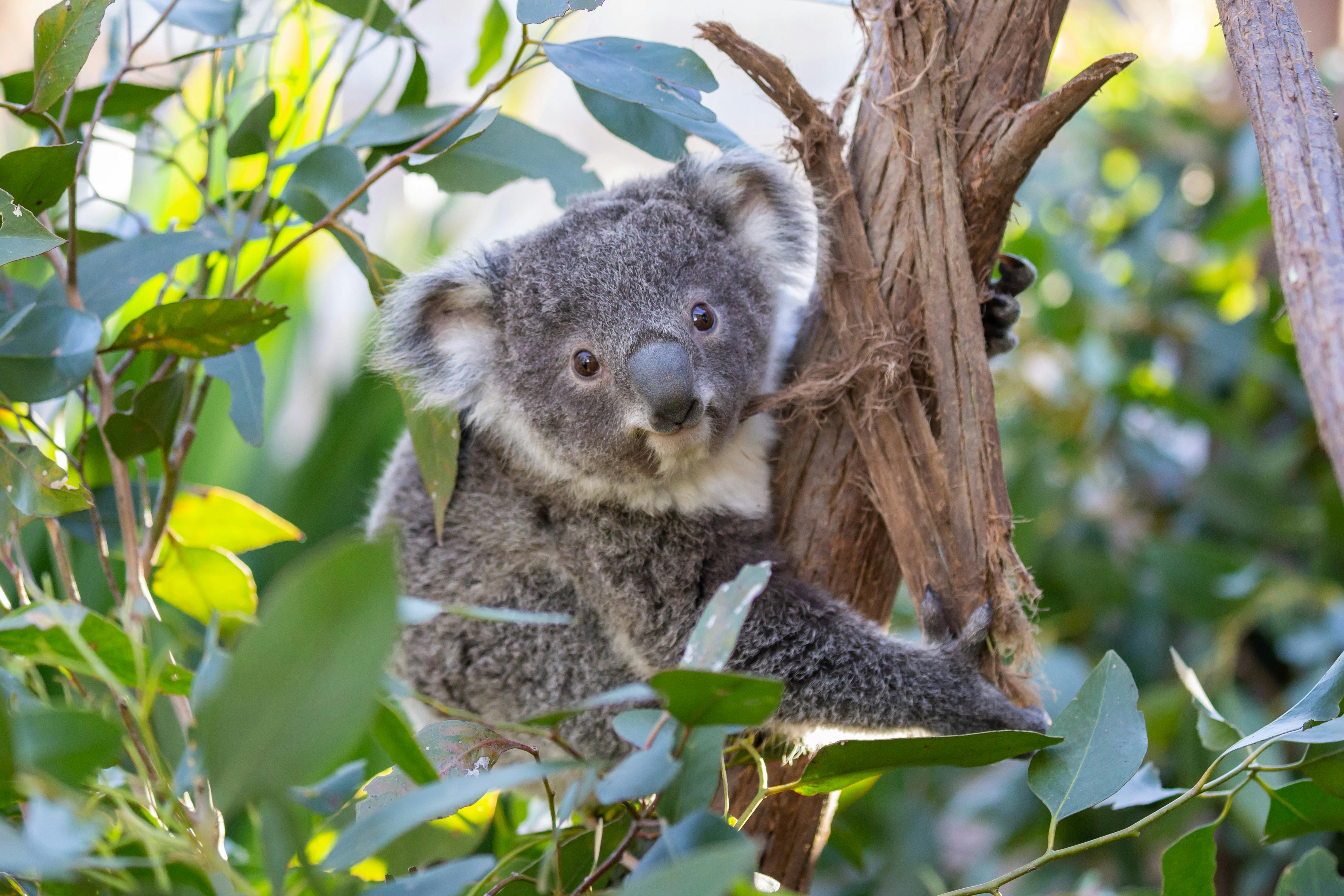 WILD LIFE Sydney Zoo Tiqets