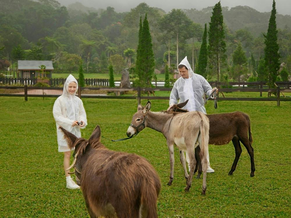 Two people wearing rain ponchos interact with donkeys on a grassy field, with trees and a small building in the background.