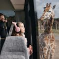 Giraffe bussafari
