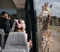 Safari amb bus Giraffe
