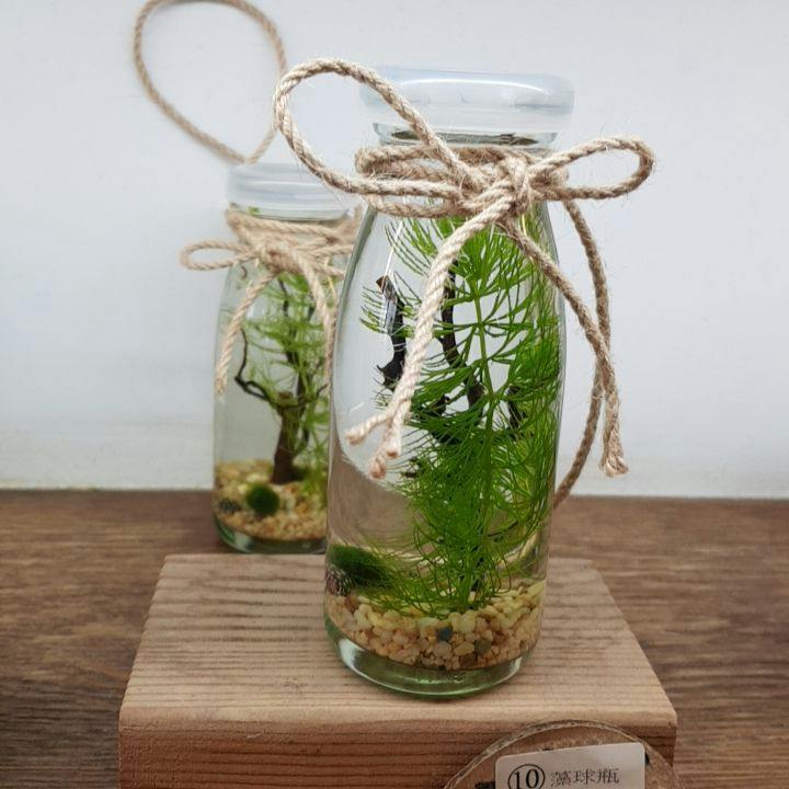 Zwei Glasgefäße mit Pflanzen, die im Wasser stehen, Kieselsteine am Boden und mit Seilschleifen verziert, auf einer Holzunterlage.