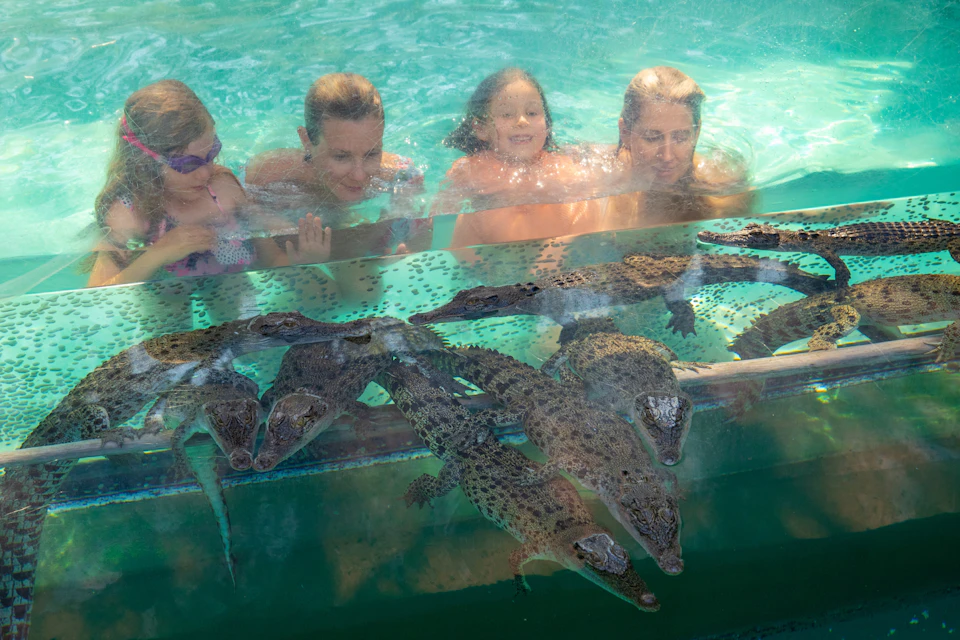 Swimming with Crocs Pool