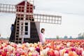 Tulipanes y molino de viento