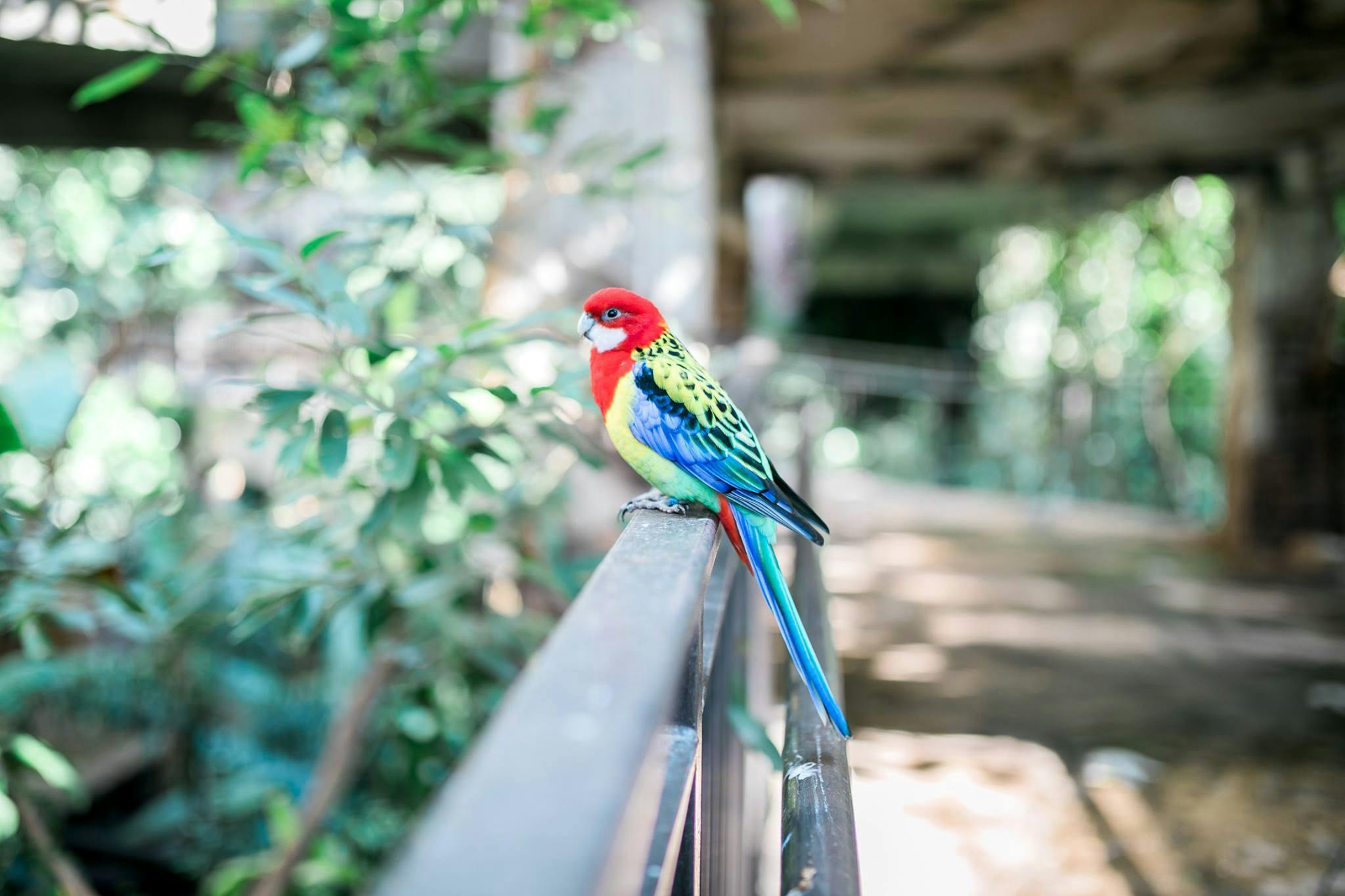 빨간색, 노란색, 녹색, 파란색 깃털을 가진 다채로운 앵무새가 울창한 정원의 검은색 레일에 자리잡고 있습니다.