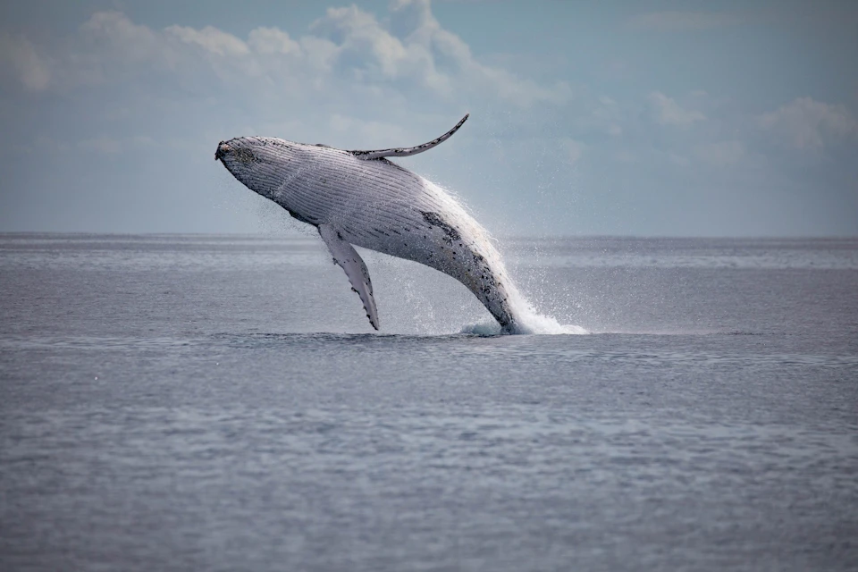 A humpback whale breaching out of the water in the ocean under a partly cloudy sky.